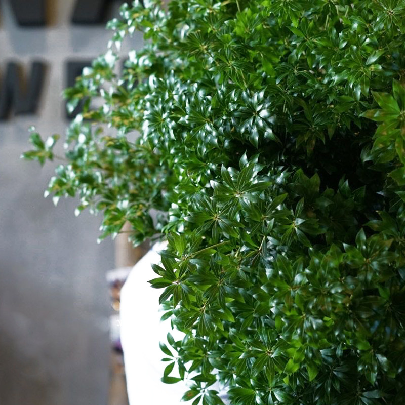 就好进口日本马醉木吊钟植物鲜切花枝顺丰包邮水鲜花速递同城