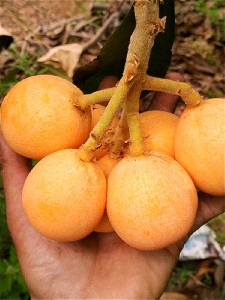 无核砂糖枇杷树苗无籽枇杷苗嫁接果树苗全国适合种植耐寒耐热易种