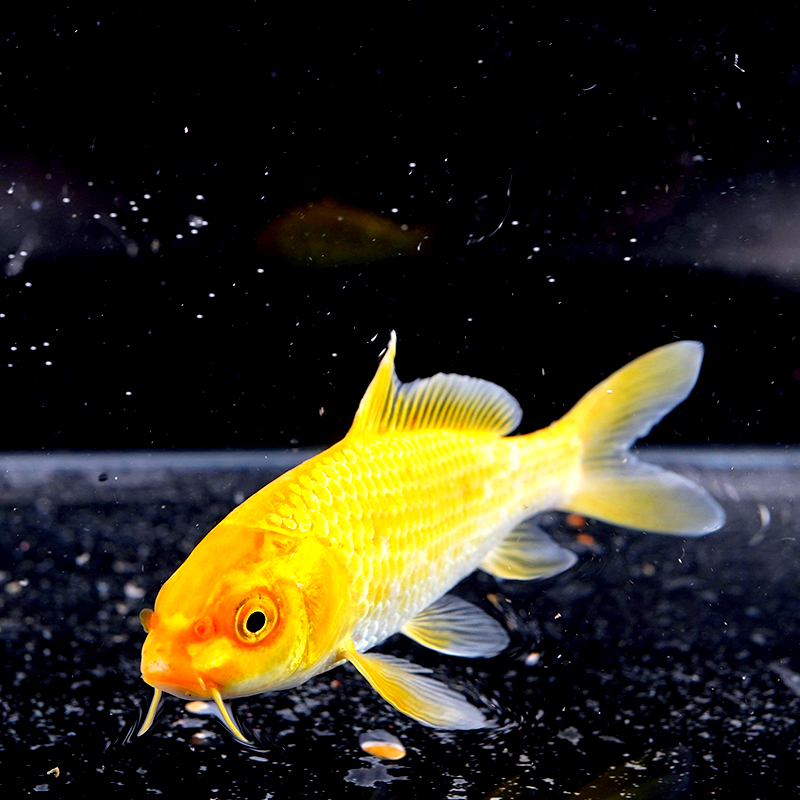 鲤鱼活体观赏鱼宠物淡水鱼小锦鲤好养8101113纯种鱼