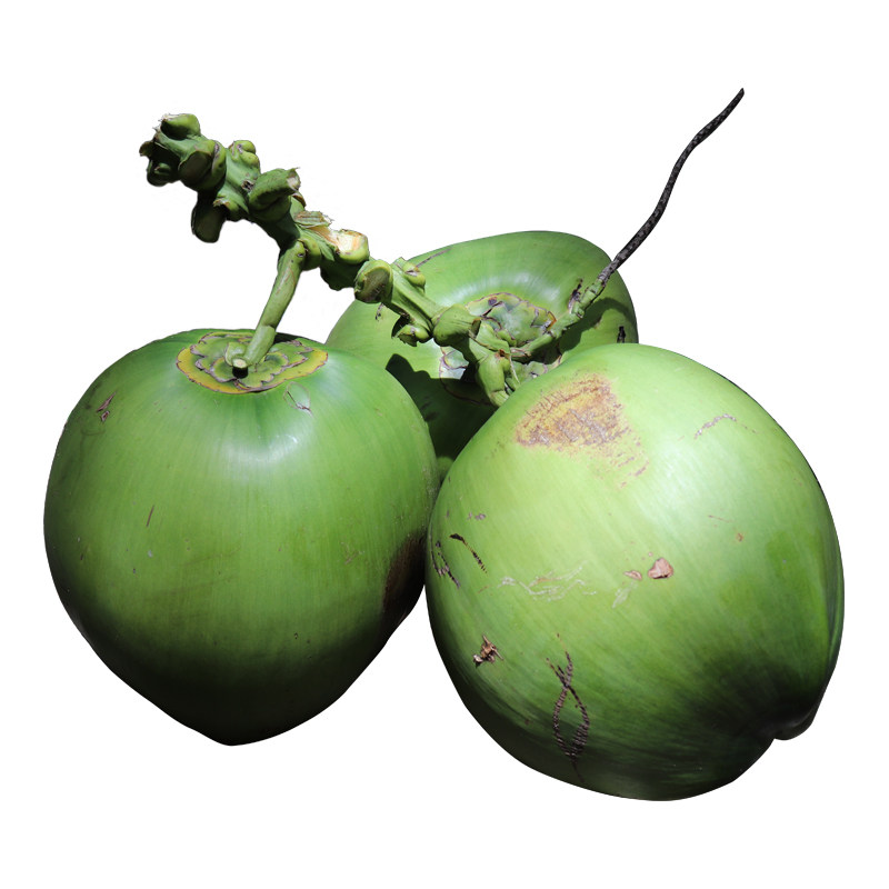 海南椰子文昌三亚带皮椰大小孩孕妇现摘水果椰青