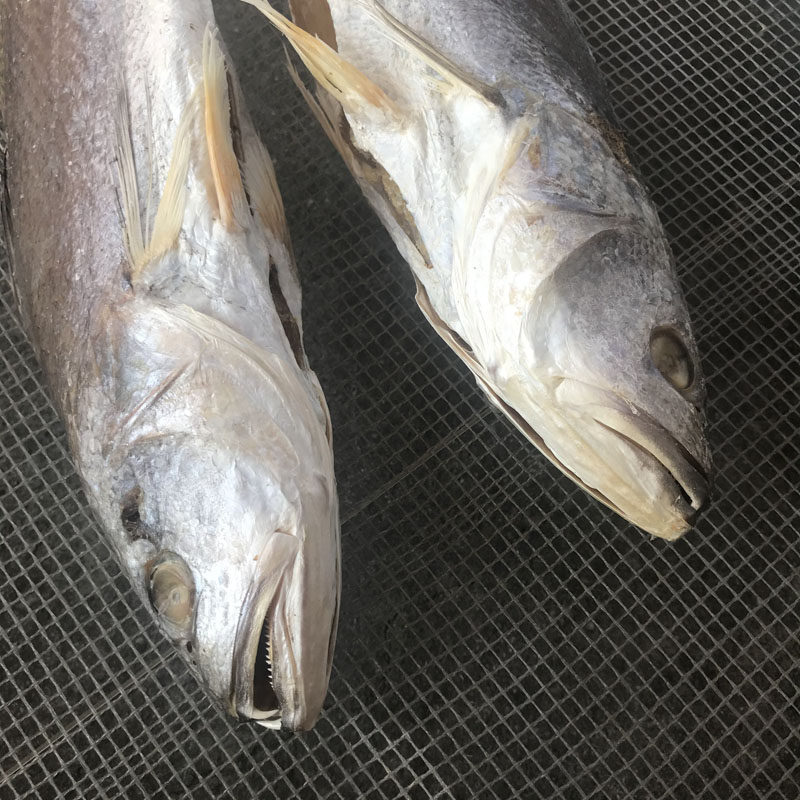 包邮台山特产三齿鱼三牙咸鱼实肉鱼