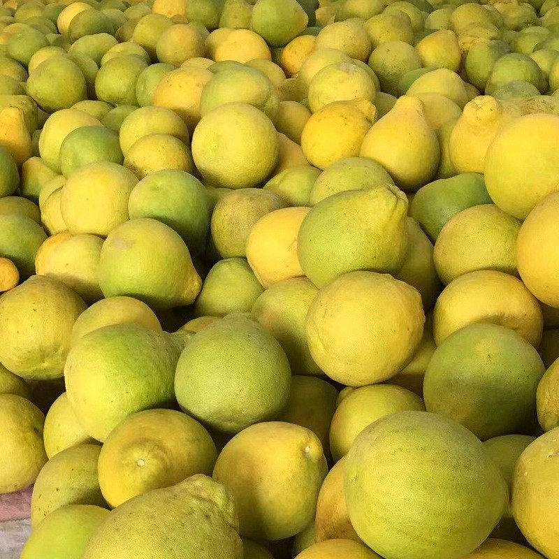 正宗容县沙田柚广西广东客户批量80斤袋装包邮柚子