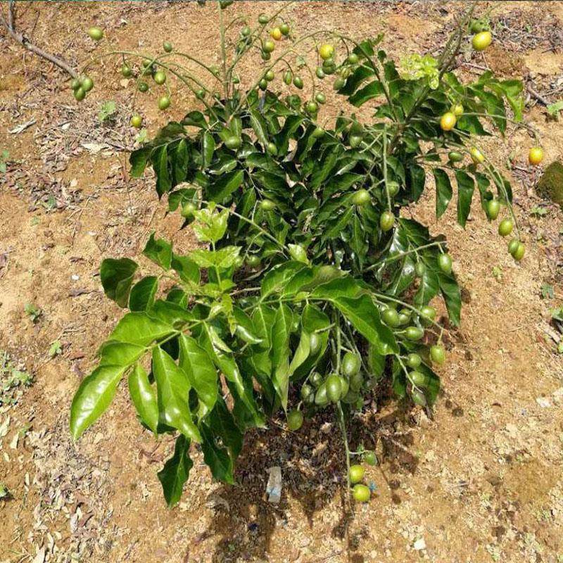 黄皮树苗嫁接接水果苗新品种紫肉大鸡心黑盆栽果树