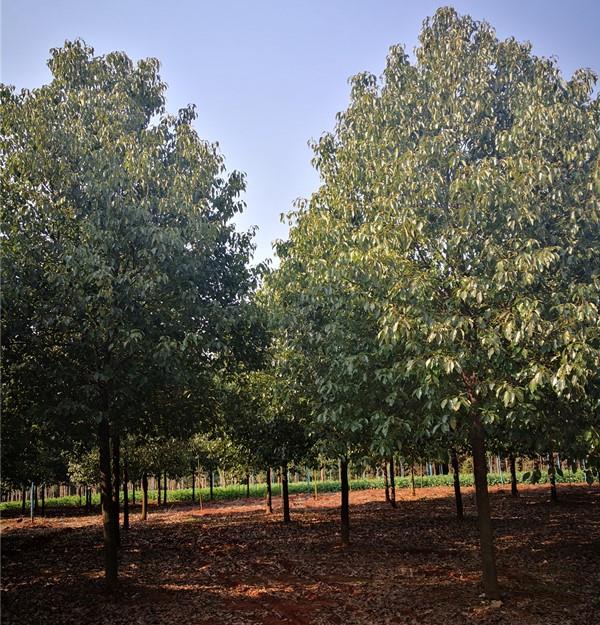 香樟香樟树树苗大型树木大树树带土大小叶蚊虫行道树