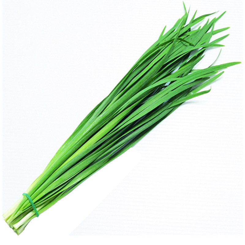 白根韭菜种子寒青韭霸汉中中雪韭不休眠阳台家庭园艺种子
