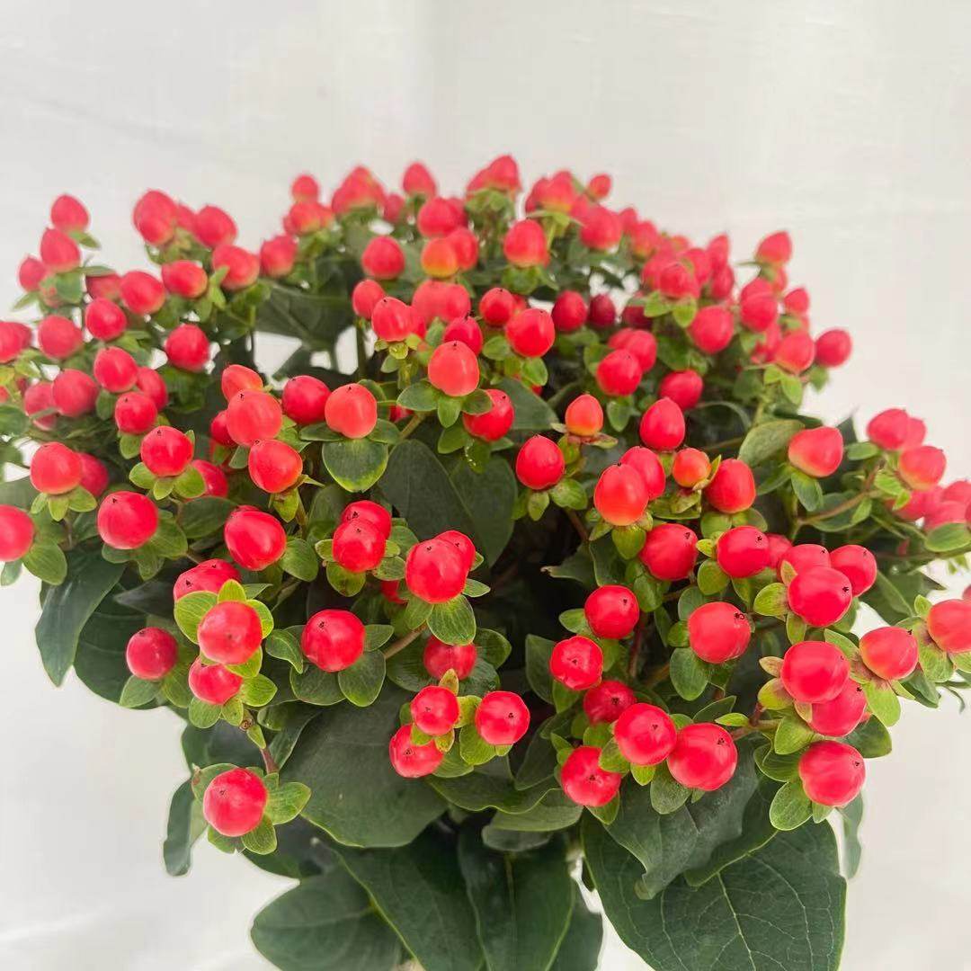 新鲜相思红豆鲜花花粉玫瑰百合搭配花材家用水鲜花速递同城