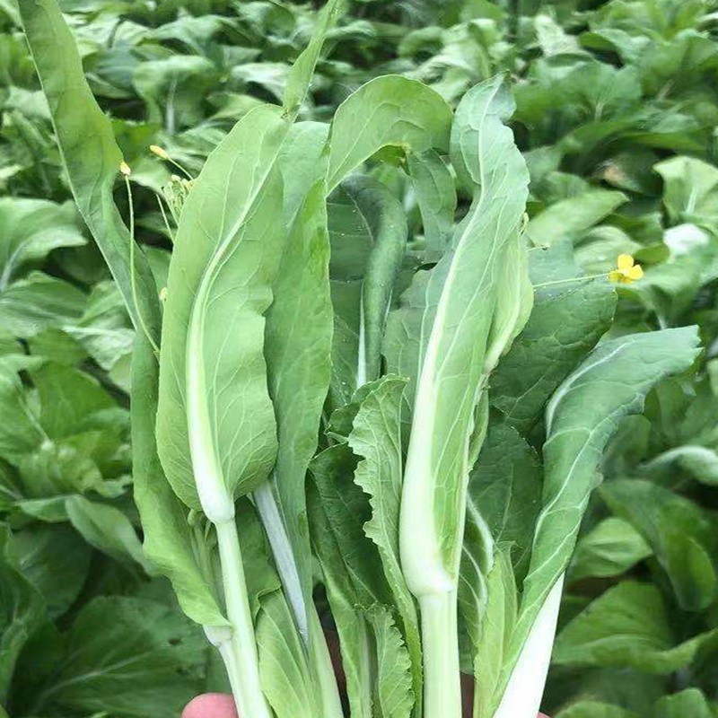 湖北新鲜白菜苔4斤 当季蔬菜农家自种现摘打霜白菜心菜薹青菜包邮