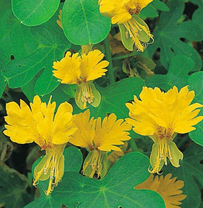 稀有金丝雀金莲盆栽爬藤阳台花卉植物荷花花卉