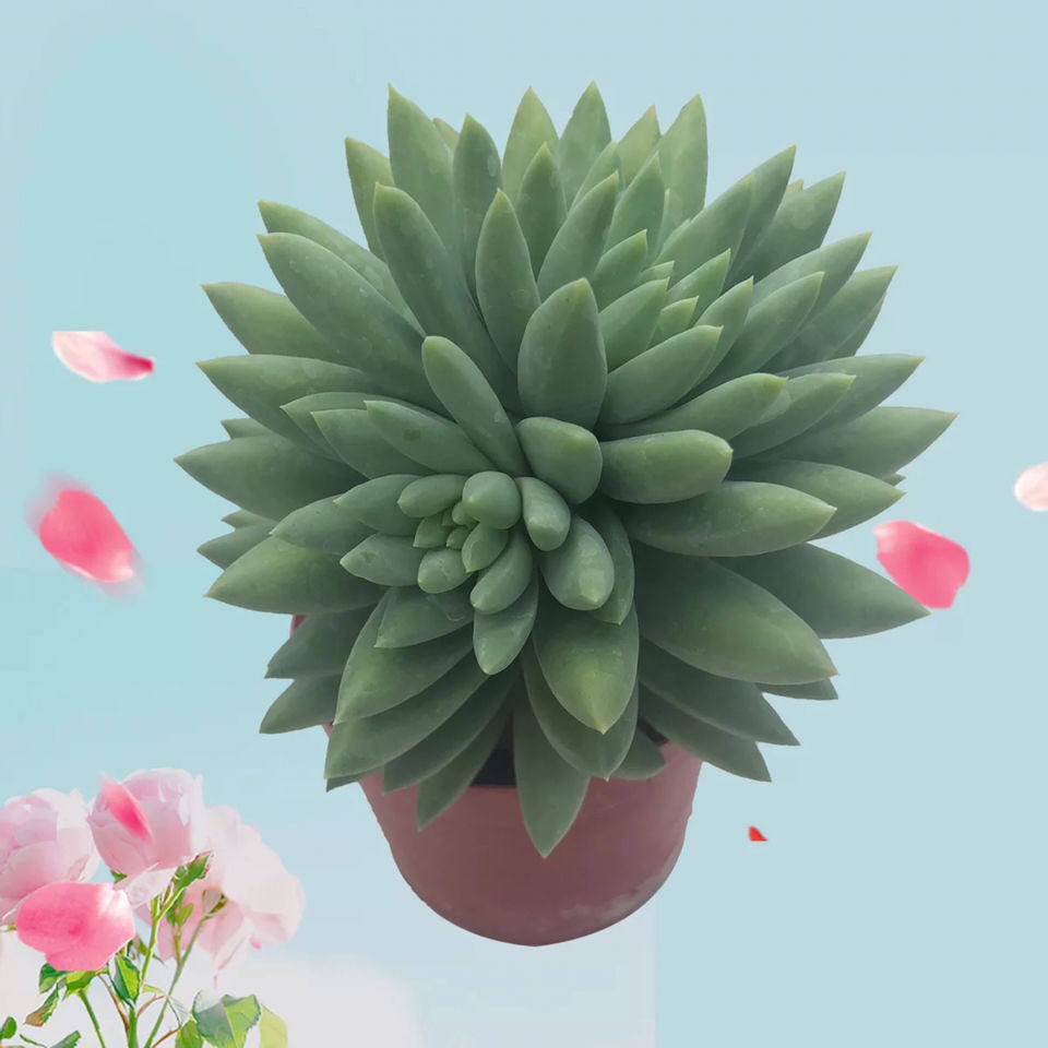 玉珠莲多植物千佛手珠帘小老桩办公室阳台防辐射绿植多肉植物