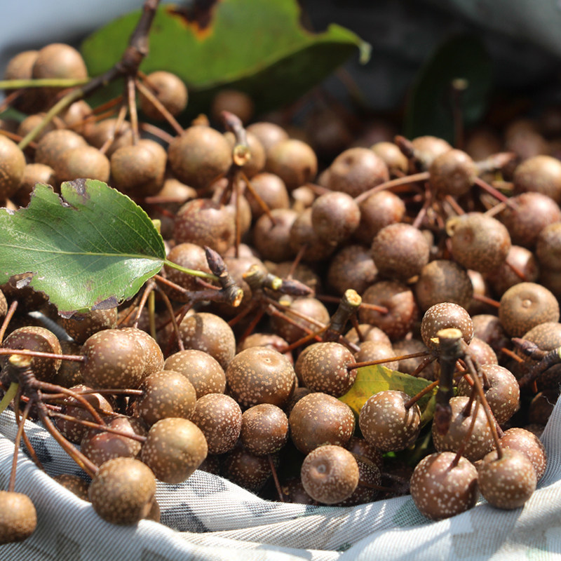棠梨野生鹿梨豆梨沙梨鸟梨杜梨海土梨野梨梨子梨