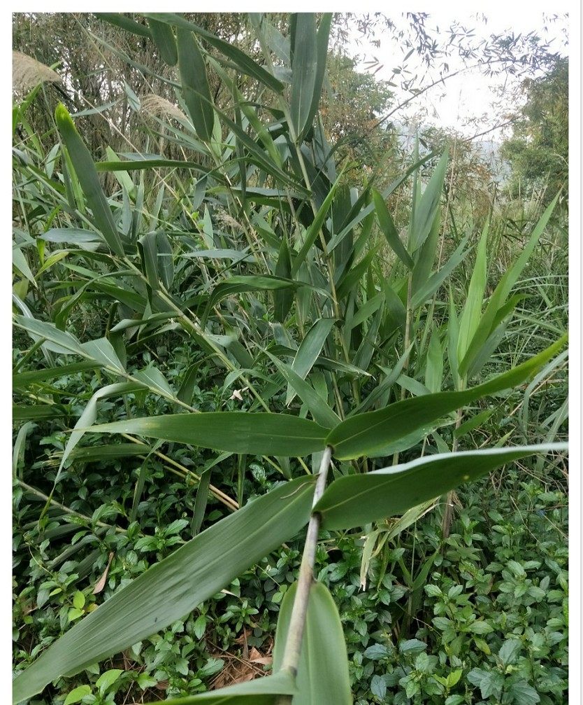 新鲜粽叶广东箬芒叶天然粽子子叶现摘现发农家其它干货
