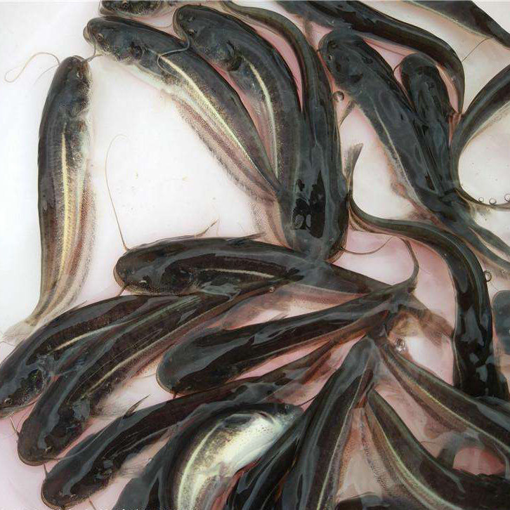 鲶鱼阳光水产四川南方大口鱼苗两须正宗淡水鱼