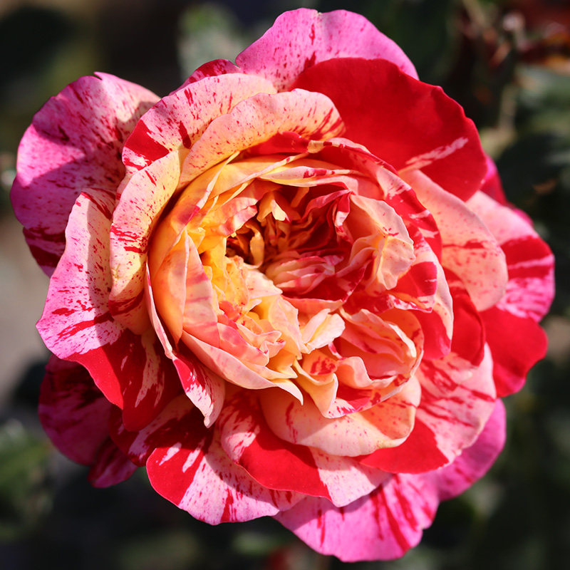 月季广州枝殷全美魔术经典条纹颜色季节变化花卉