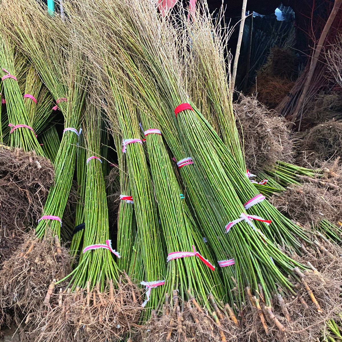 树苗垂柳速生绿化金丝行道树风景大风庭院柳树行道树