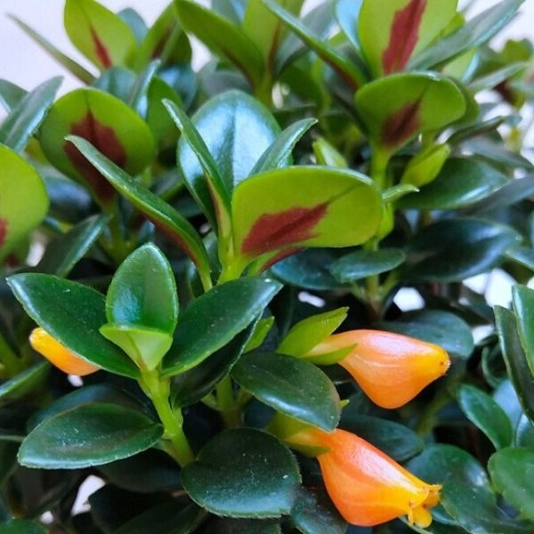 金鱼花小盆吊兰金鱼草植物常青四季盆景桌面办公室绿植