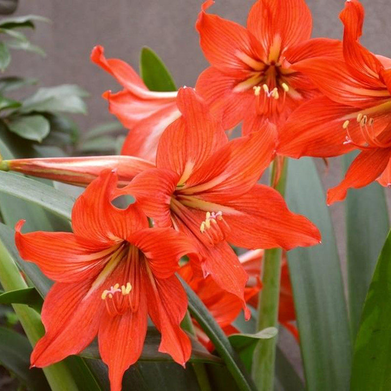 国产朱顶红种对对红大颗种四季盆栽对子当年种球