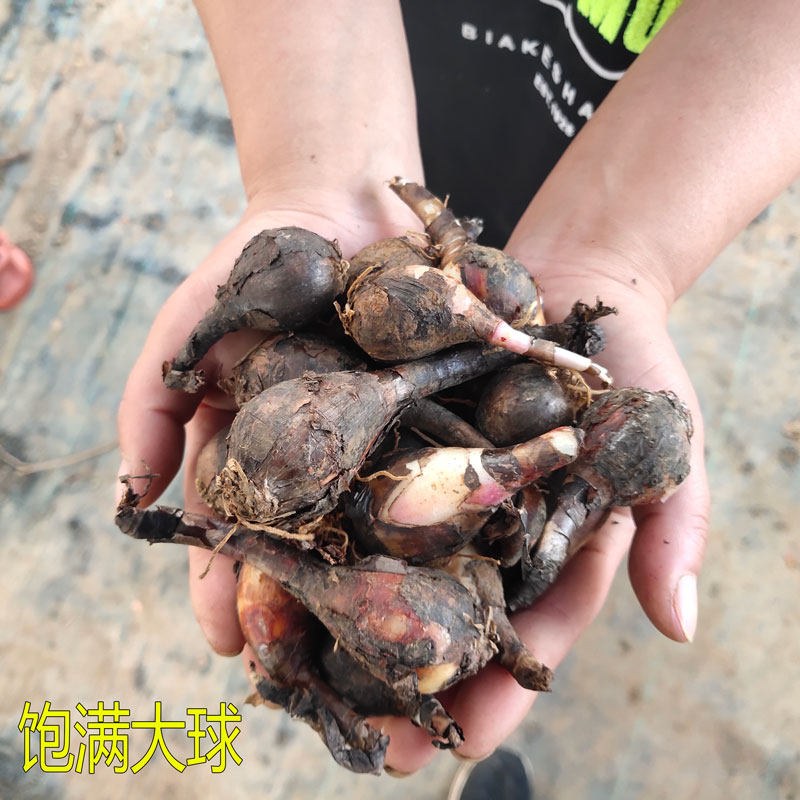 彼岸彼岸花花种曼珠沙华石蒜花种子花卉盆栽地栽室内外种球