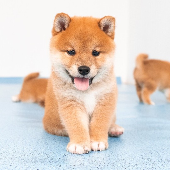 纯种犬日狗狗宠物狗宠物秋田犬小柴日本豆柴幼崽狗狗