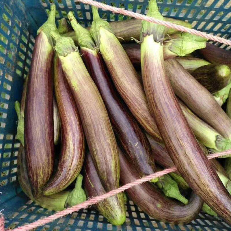 泰国竹丝糯茄种子长圆白绿线茄子种籽春秋阳台家庭园艺种子