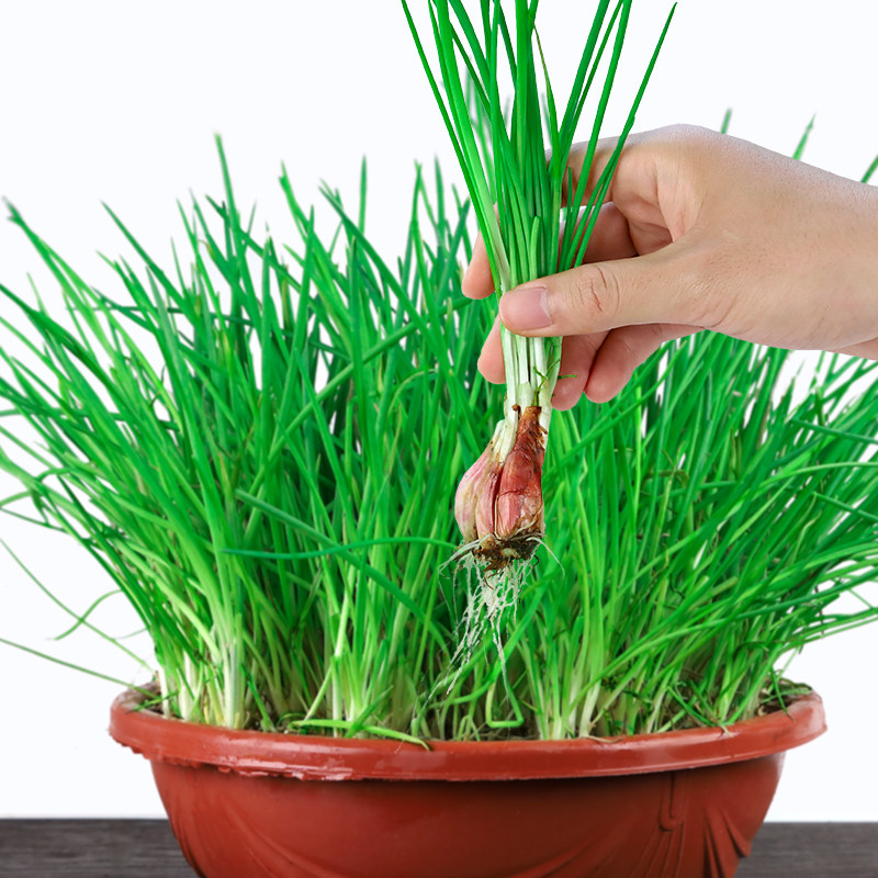 四季小香香葱盆栽种子种籽干红红葱头火葱种苗家庭园艺种子