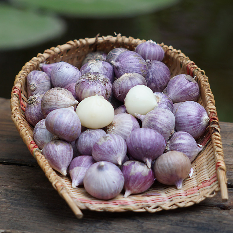 云南大理独头蒜干蒜小果2022年新蒜紫皮蒜5斤独子蒜香蒜红蒜