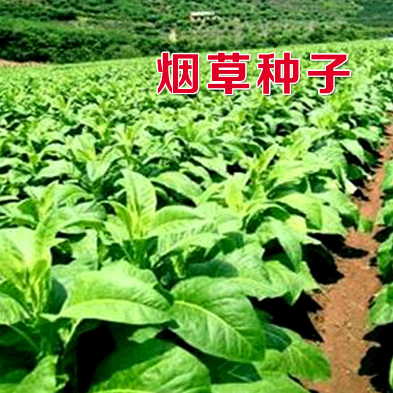 旱烟种子亚布力烟草种籽阳台盆栽种植中熟品种家庭园艺种子