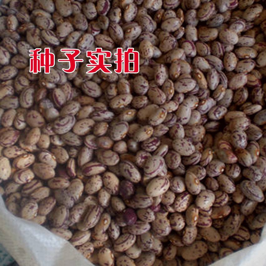 一点红将军王油豆种子油豆角种子将军豆大油豆绿豆角种籽蔬菜种籽