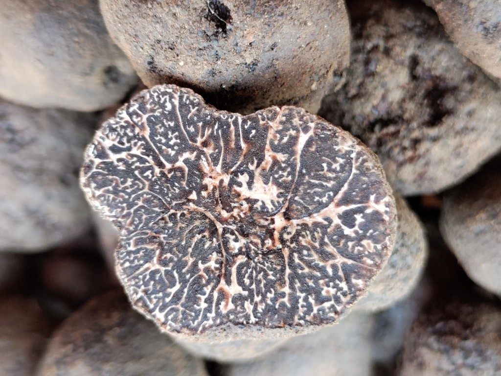 正宗云南特产高黎贡山新鲜黑松精品猪拱野生新鲜松茸