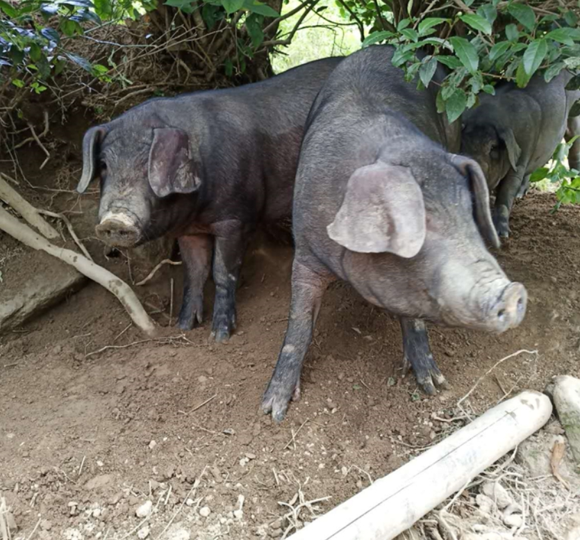 两头乌生鲜冰鲜土猪肉中方肉五花肉金华农家500g新鲜现杀黑猪肉