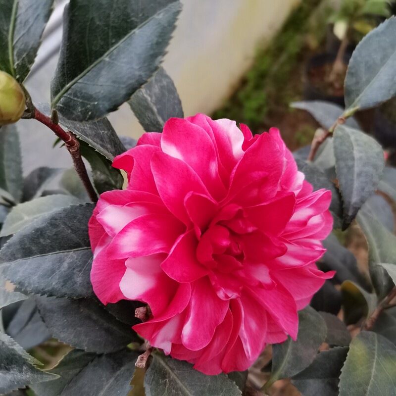 迪斯茶花盆栽树苗福建正品品种花苞室内四季花卉