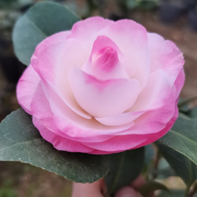 康寿桃紫红色龙岩福建品种名贵稀缺珍贵达淡美琳时令草本花卉