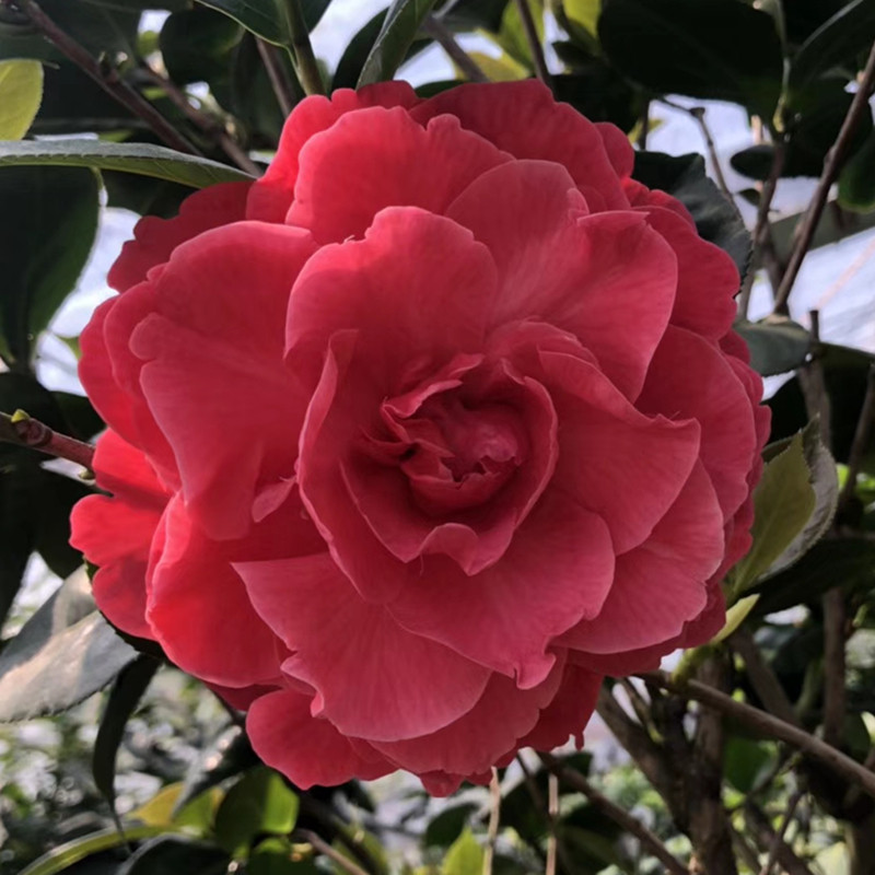 情人节福建龙岩品种茶花盆栽四大经典名贵苗木时令草本花卉