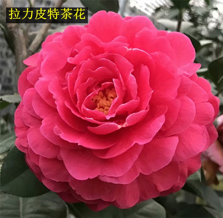嫁接茶花盆栽名品吉普赛玫瑰桃花公主佛娜礼夏威夷客来邸金碧辉煌