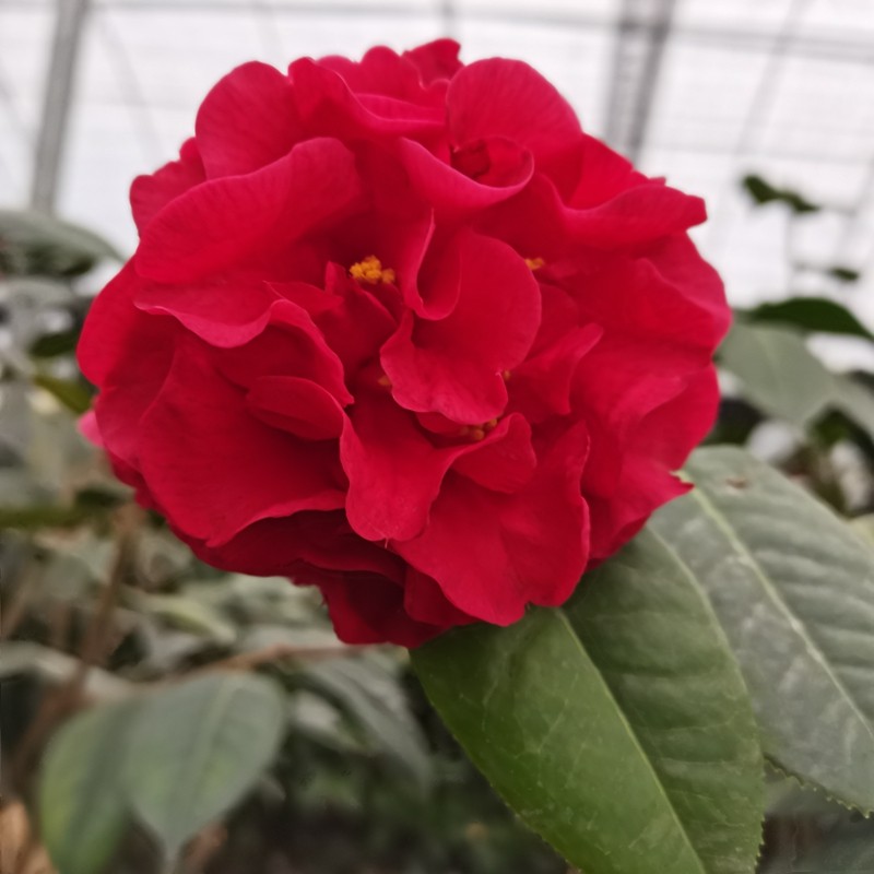 帕克斯先生苹果山茶花树苗大红红色大花牡丹型福建花卉