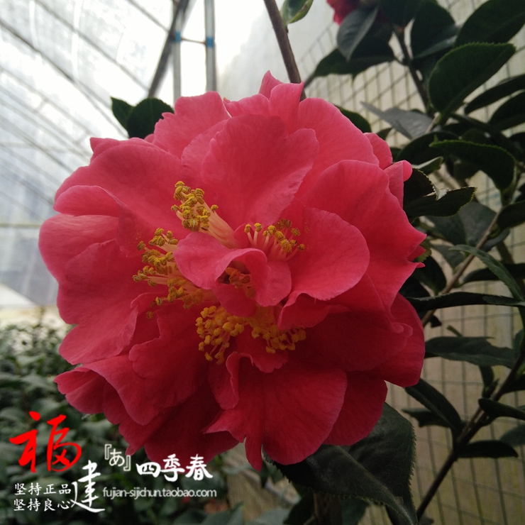 帕克斯先生大苹果山茶花树苗大红色大花牡丹型福建四季春盆栽带苞