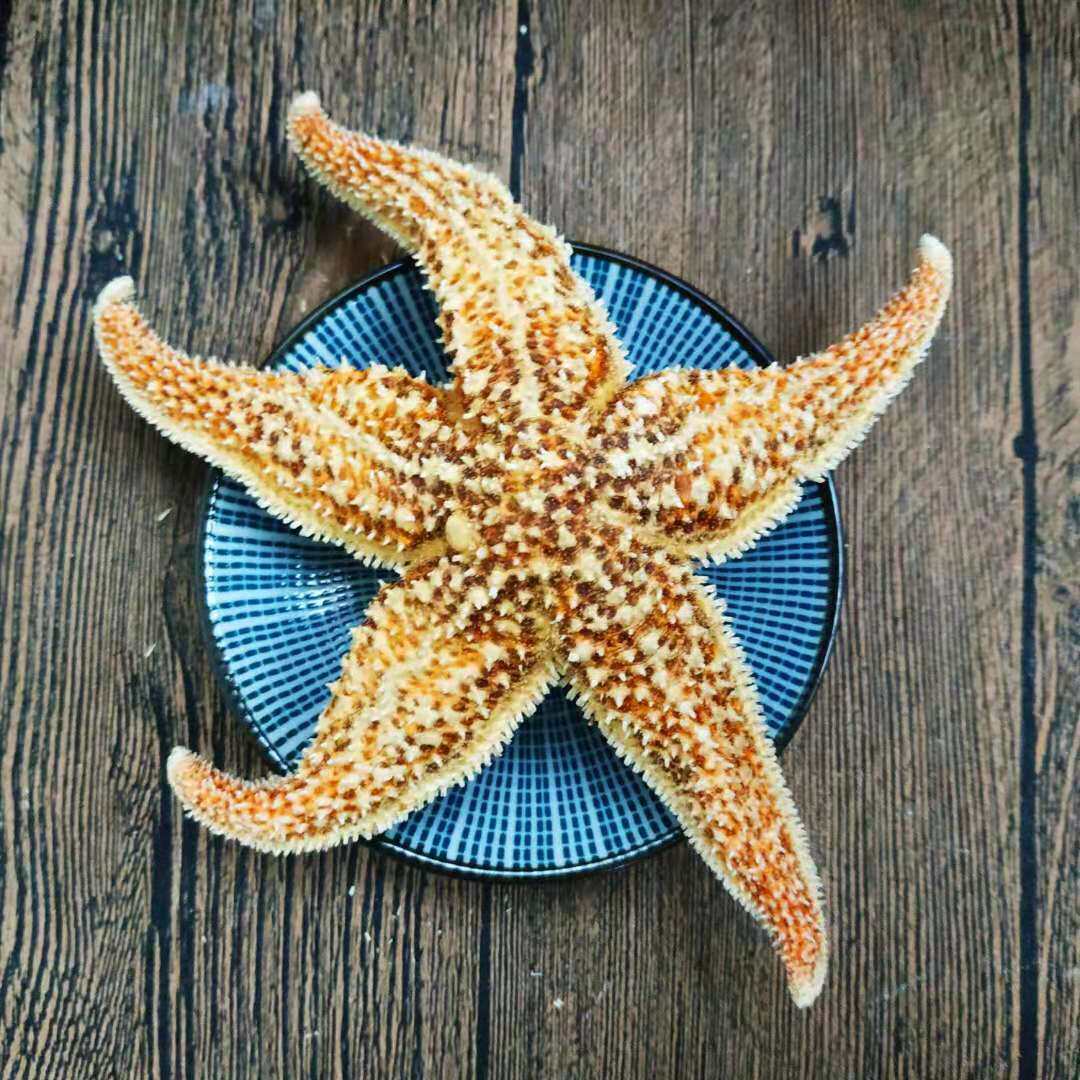 海星大海干货中药材新货500克泡酒海盘其他药食同源食品