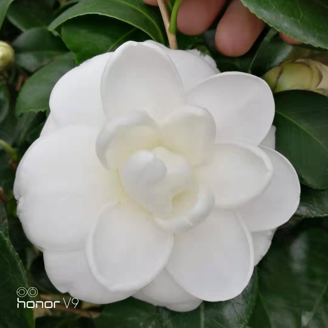 茶花福建室内外花卉绿植开花冬季东方亮白茶花水晶时令草本花卉