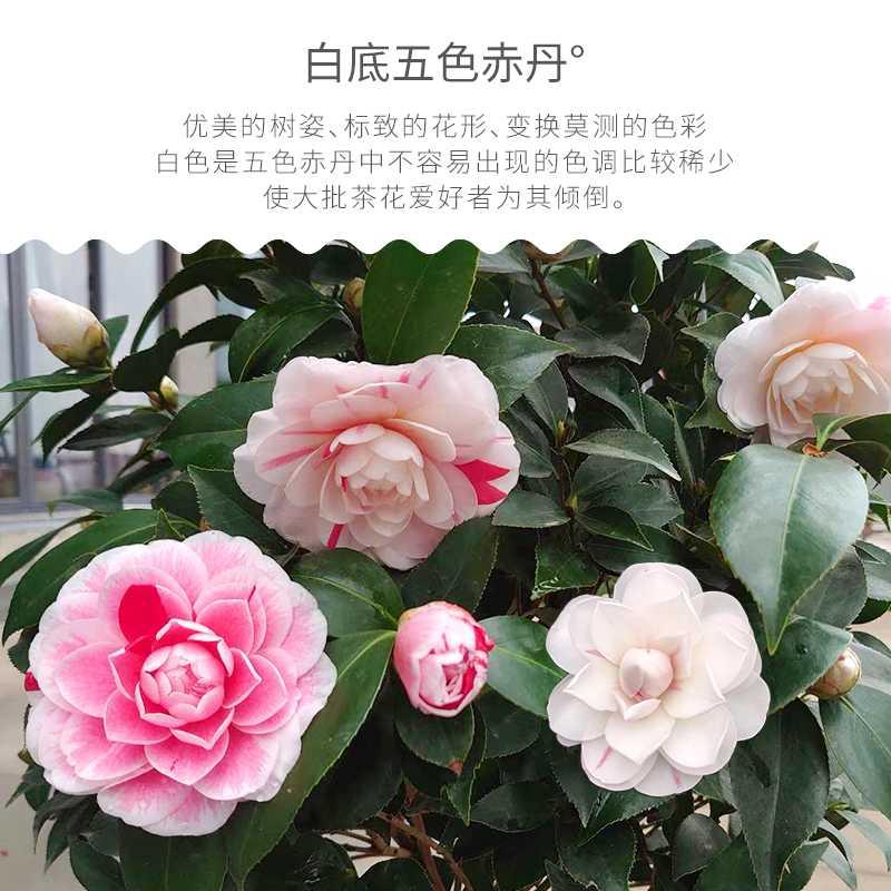 白底五色赤丹茶花一树多色树苗血丝花苗室外花卉