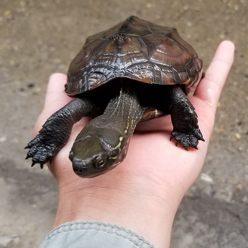 中华草龟乌龟金线风水生态龟苗活体观赏龟