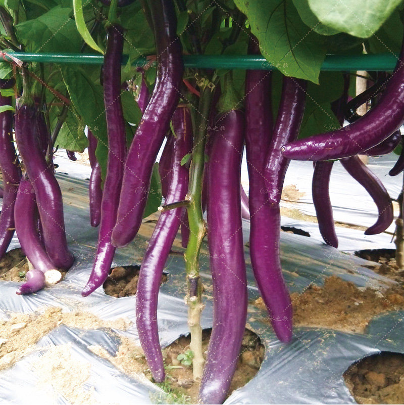 杭茄一号种籽 茄子种子高产杂交抗病细长40厘米紫长茄