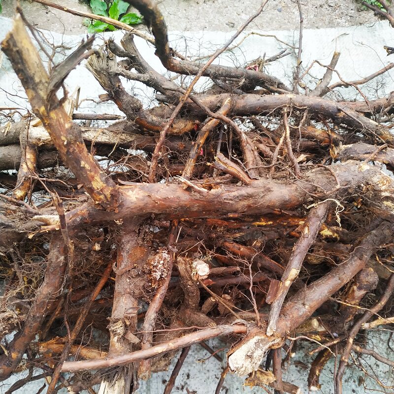 刺玫东北纯野野生果根中药材新货蔷薇茶山花苗其他药食同源食品