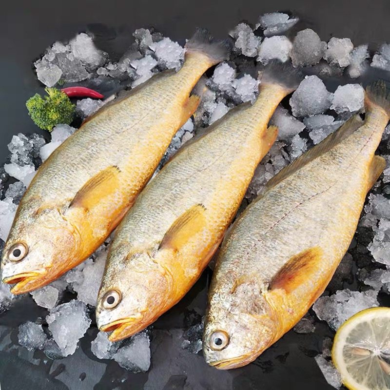 深海黄花鱼大个鲜活海鲜生鲜黄瓜鱼特大黄鱼新鲜黄鱼
