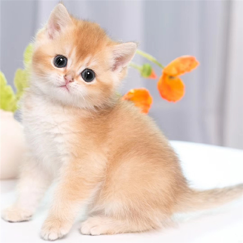 金渐层纯种幼猫英短ny12ny25宠物猫咪实地挑选猫咪