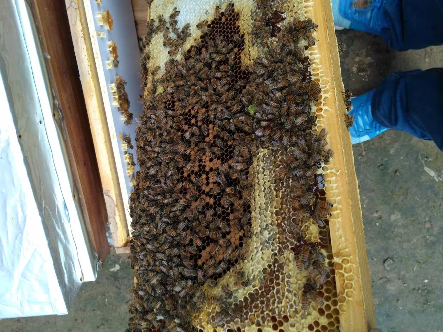 意蜂蜜蜂王高产蜜型种王活体种王金喀松丹一号喀尔巴阡处女王