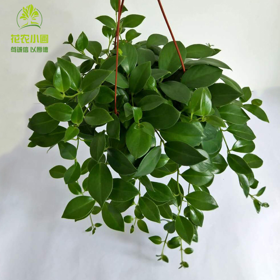 口红吊兰垂吊植物室内盆栽包邮庭院花卉阳台时令草本花卉