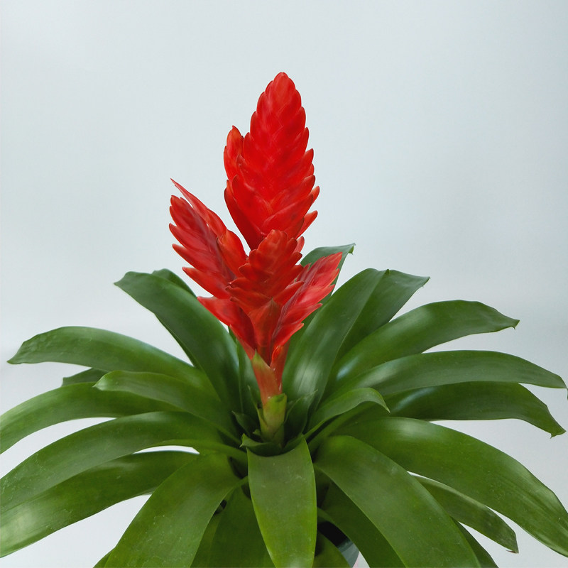 招财莺歌卡丽鸿运当头办公室盆栽植物室内水培凤梨时令草本花卉