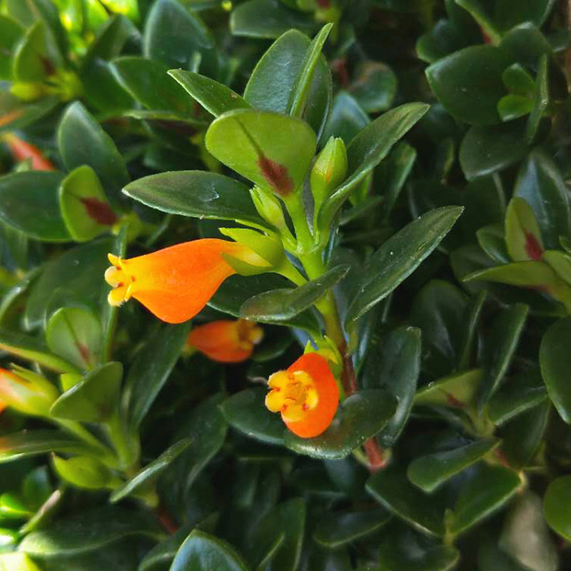 红色金鱼吊兰带花盆栽阳台植物室内金鱼草鲜花时令草本花卉