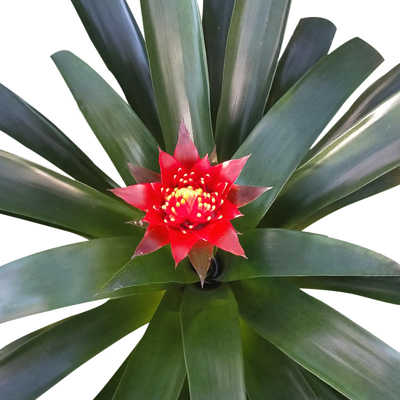 鸿运当头宽叶火炬客厅花卉盆栽红运当头植物室内花卉