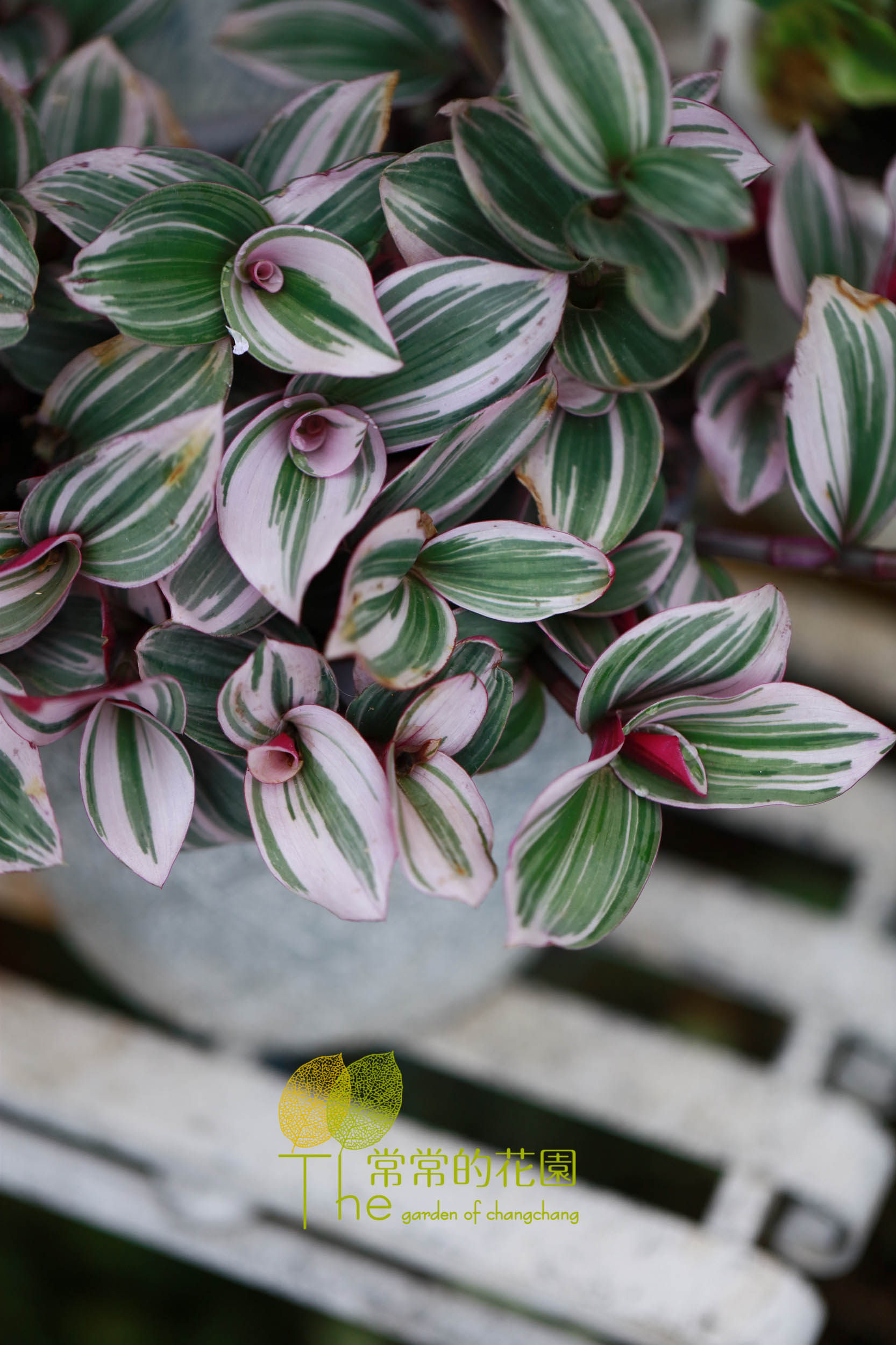 【油画婚礼吊兰】常常力荐 室内阳台植物 盆栽小苗 耐热