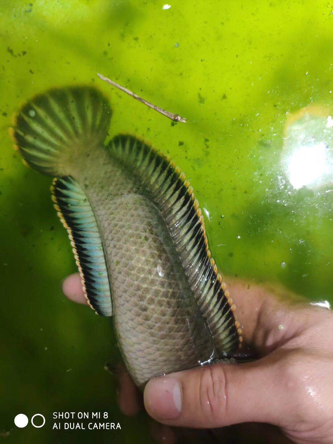 活体彩虹巴卡观赏冷水中型小型雷龙鱼